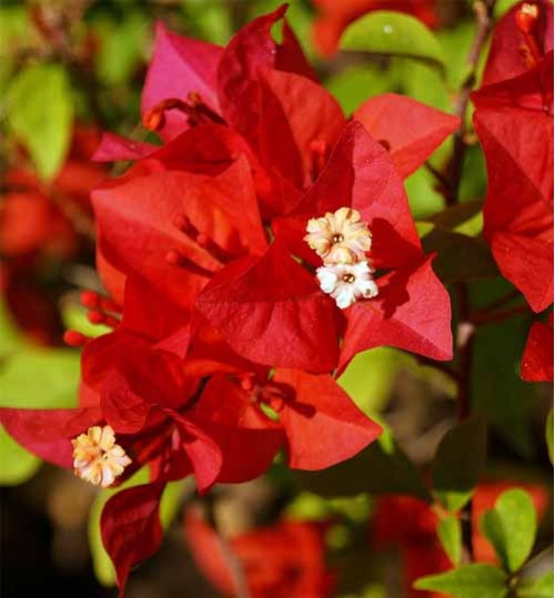 bougainvillea red - বাগান বিলাস  লাল